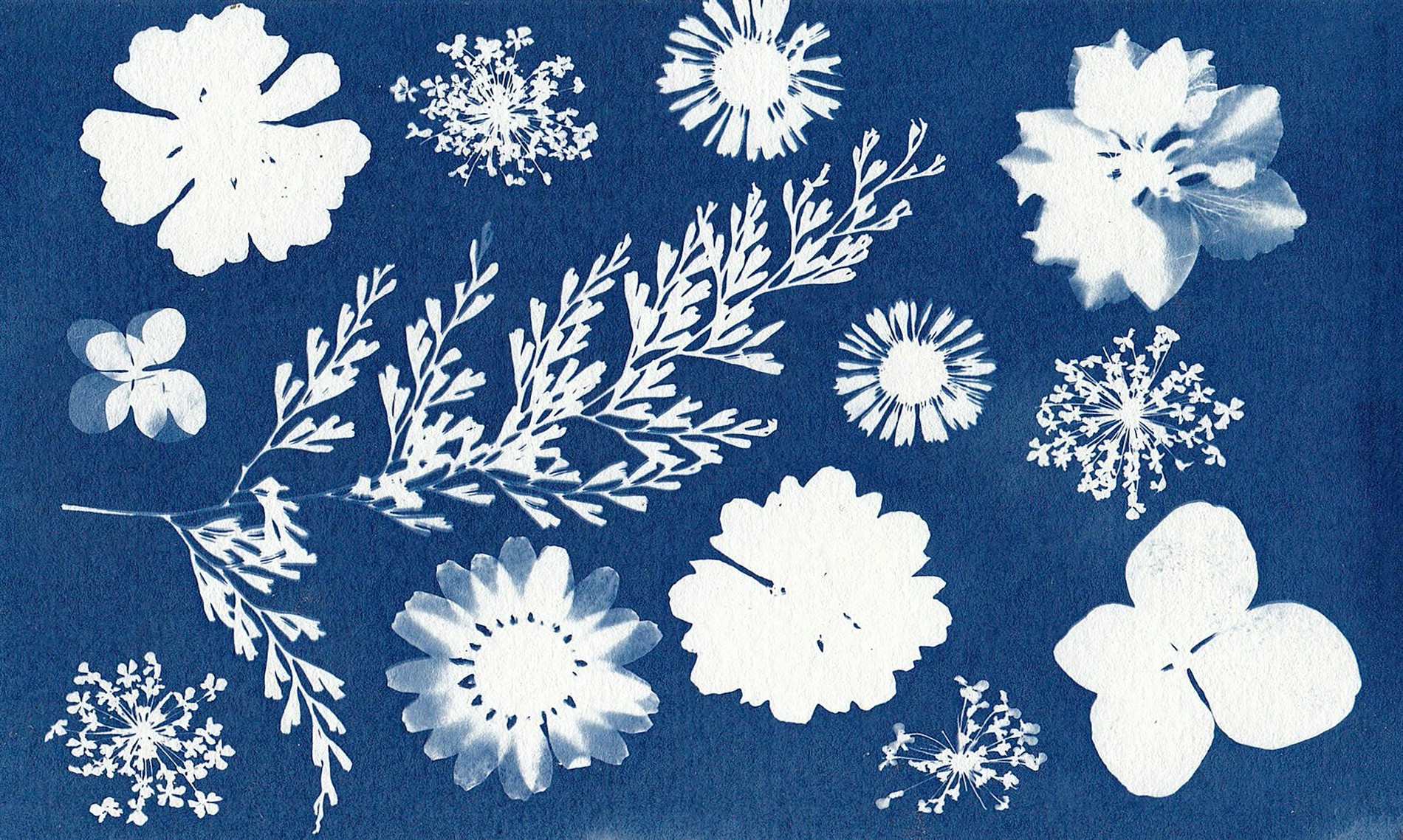 Visite-atelier « Mon premier cyanotype »