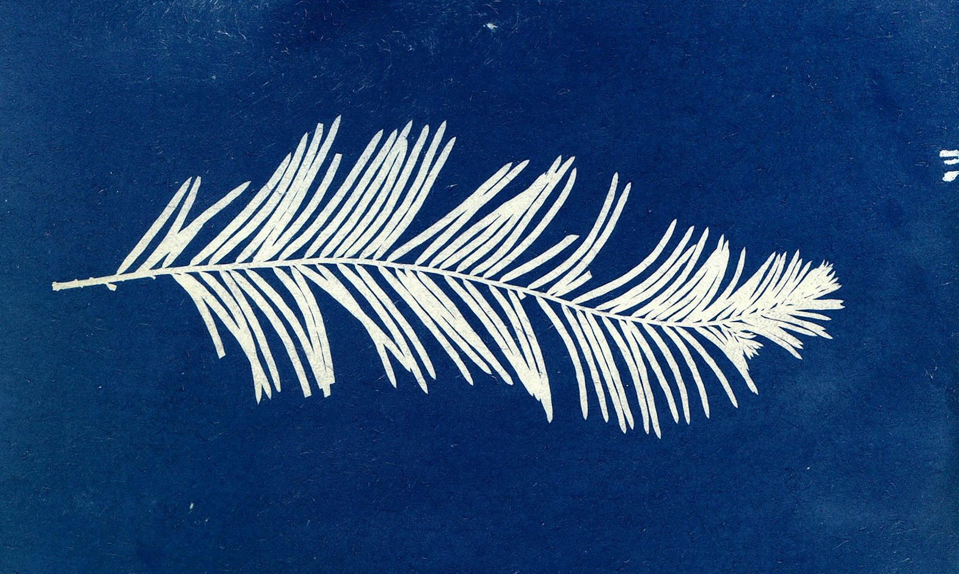 Atelier adultes « Cyanotype et botanique »